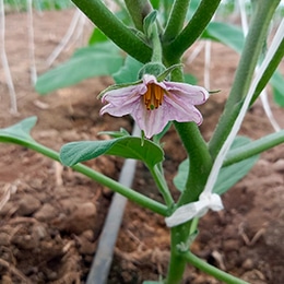 berenjena-bio-flor