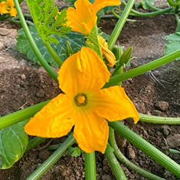 calabacin-bio-flor