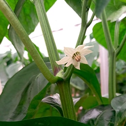 pimiento-bio-flor