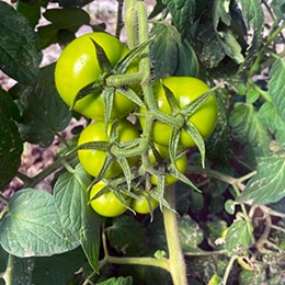 tomate-rama-bio